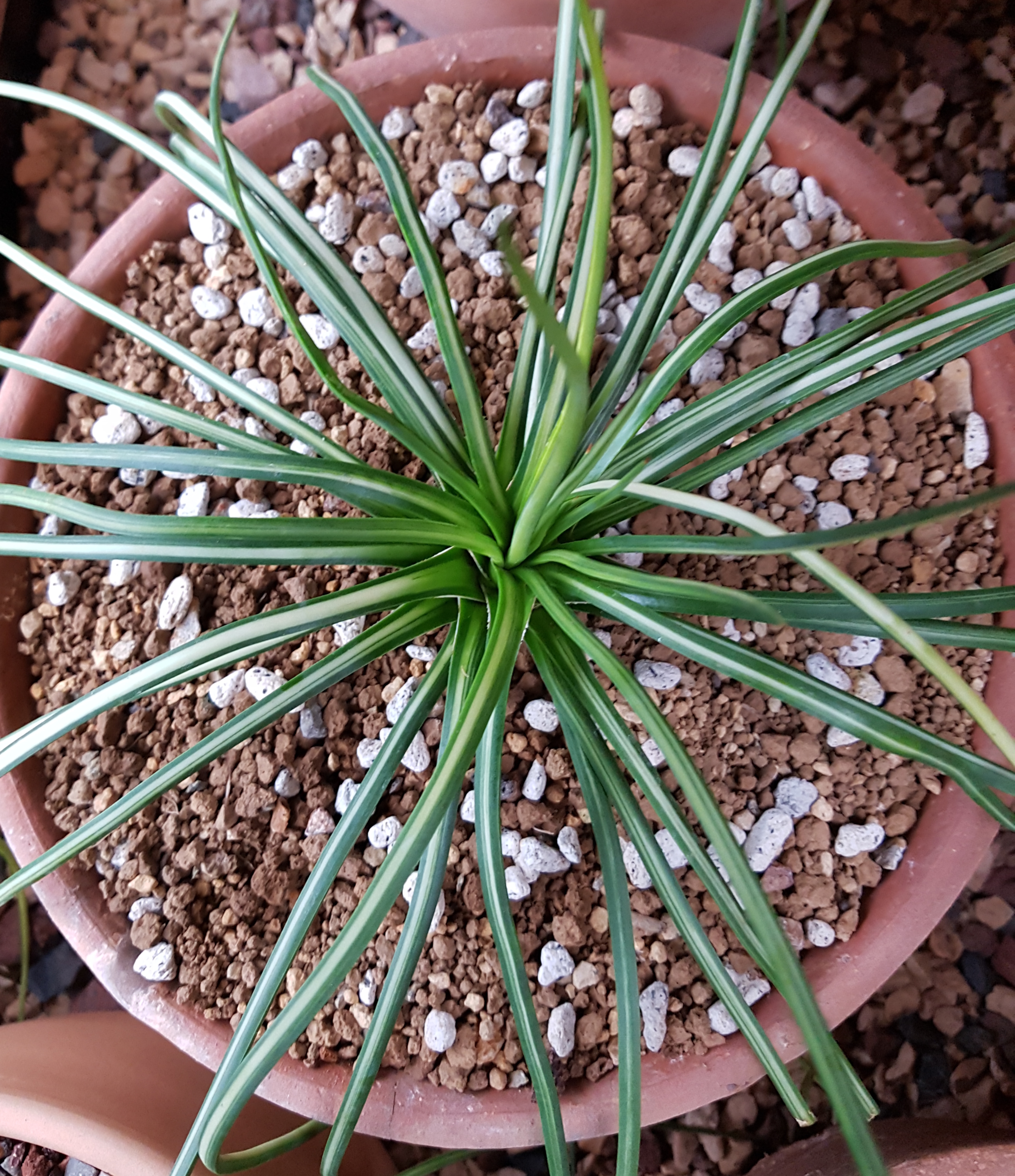 Agave geminiflora 'Stormy' @ Holland (S. van Dort)
