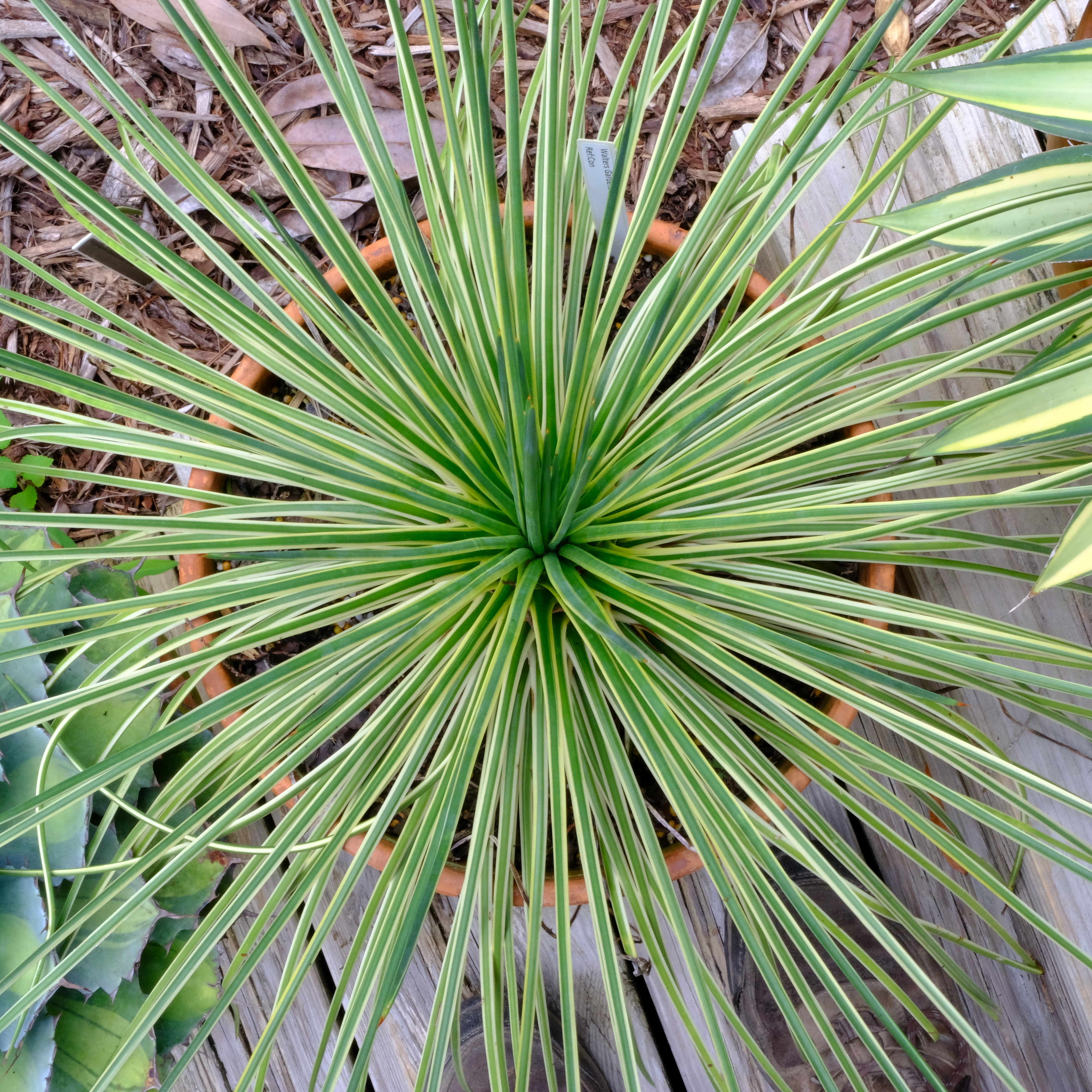 Agave geminiflora 'Leaping Lizards' @ PDN/JLBG (Avent) A Monterrey Bay Nursery discovery and introduction