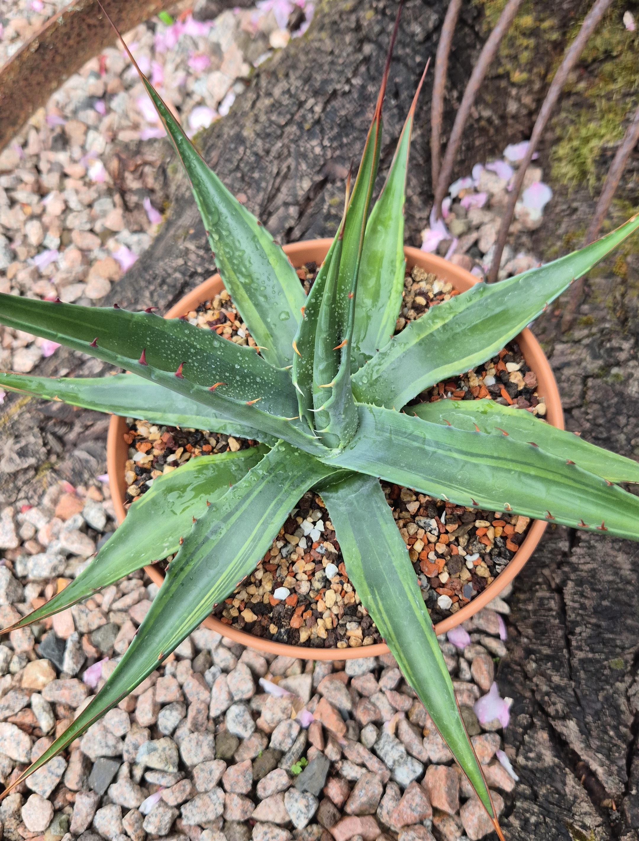 Agave gentryi 'Acuarela Verde' (S. van Dort)