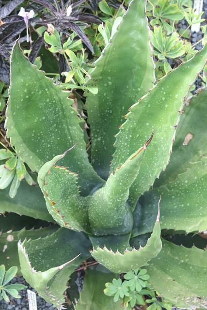 Agave gentryi 'Jowls' @ PDN/JLBG (Avent) - light margined sport of Agave 'Jaws' discovered at Plant Delights (PDN005)