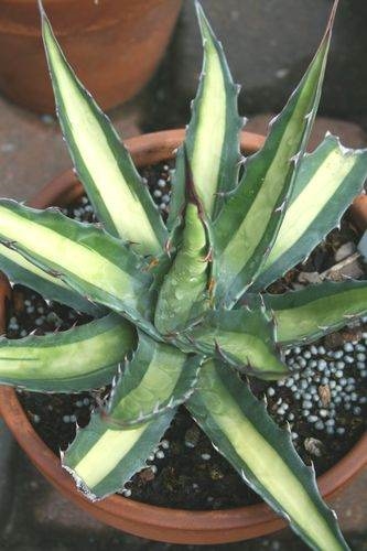 Agave gentryi 'La Pena Colada' @ PDN/JLBG (Avent) - discovered by Zac Hill 
