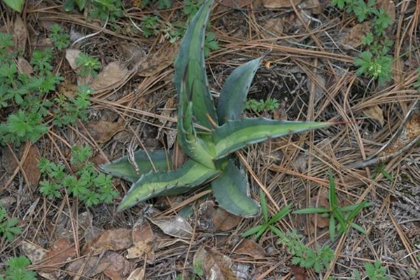 Agave gentryi 'La Pena Colada' (Zac Hill)