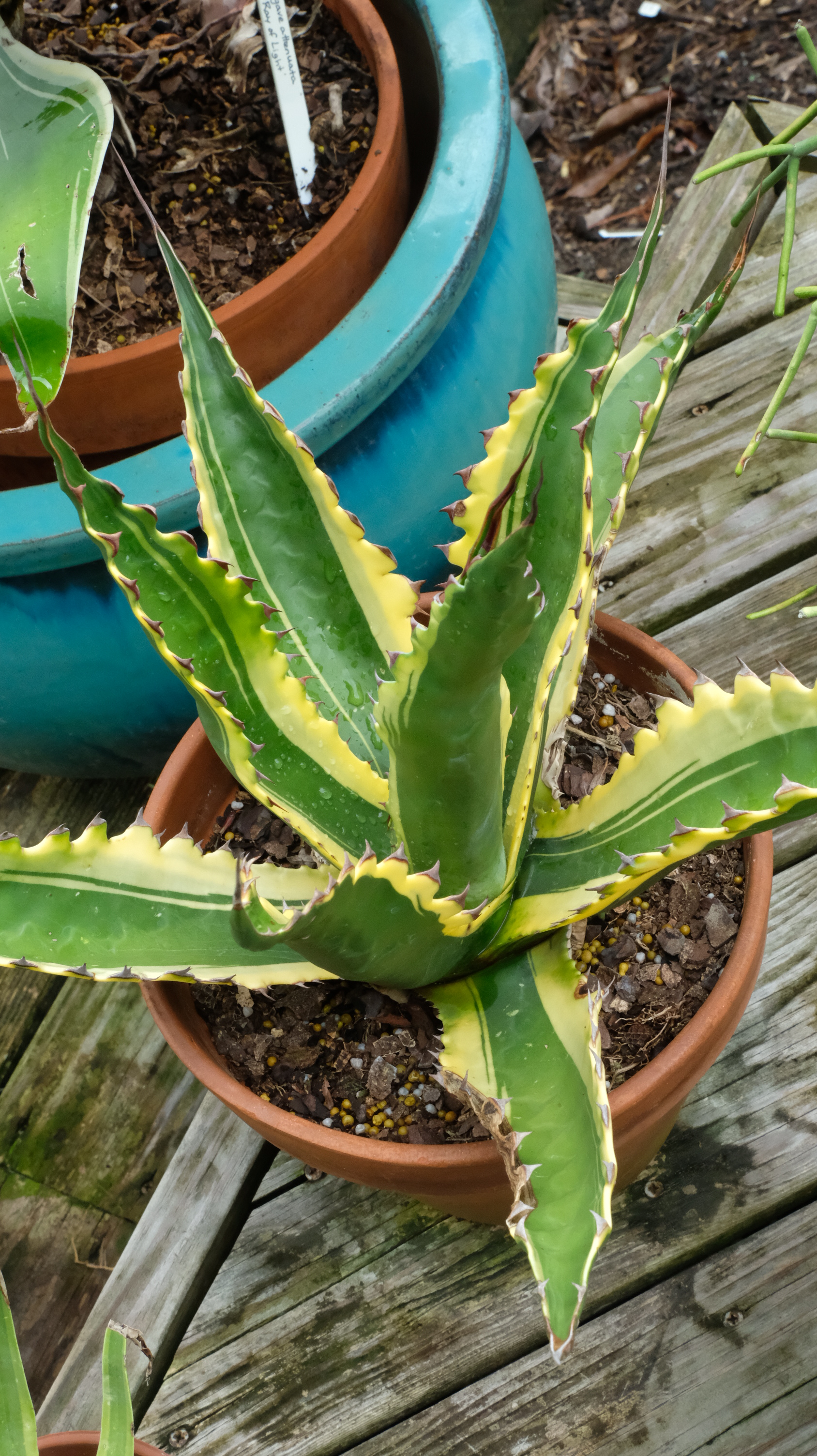 Agave gentryi 'Lemon Drop' @ PDN/JLBG (Avent) A Plant Delights selection from Agave gentryi 'Jaws'