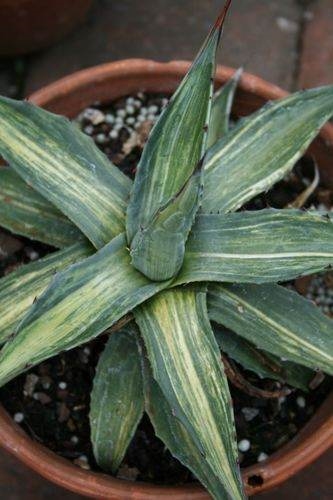 Agave gentryi streaked @ PDN/JLBG (Avent) - discovered at Plant Delights as seedling, now deceased