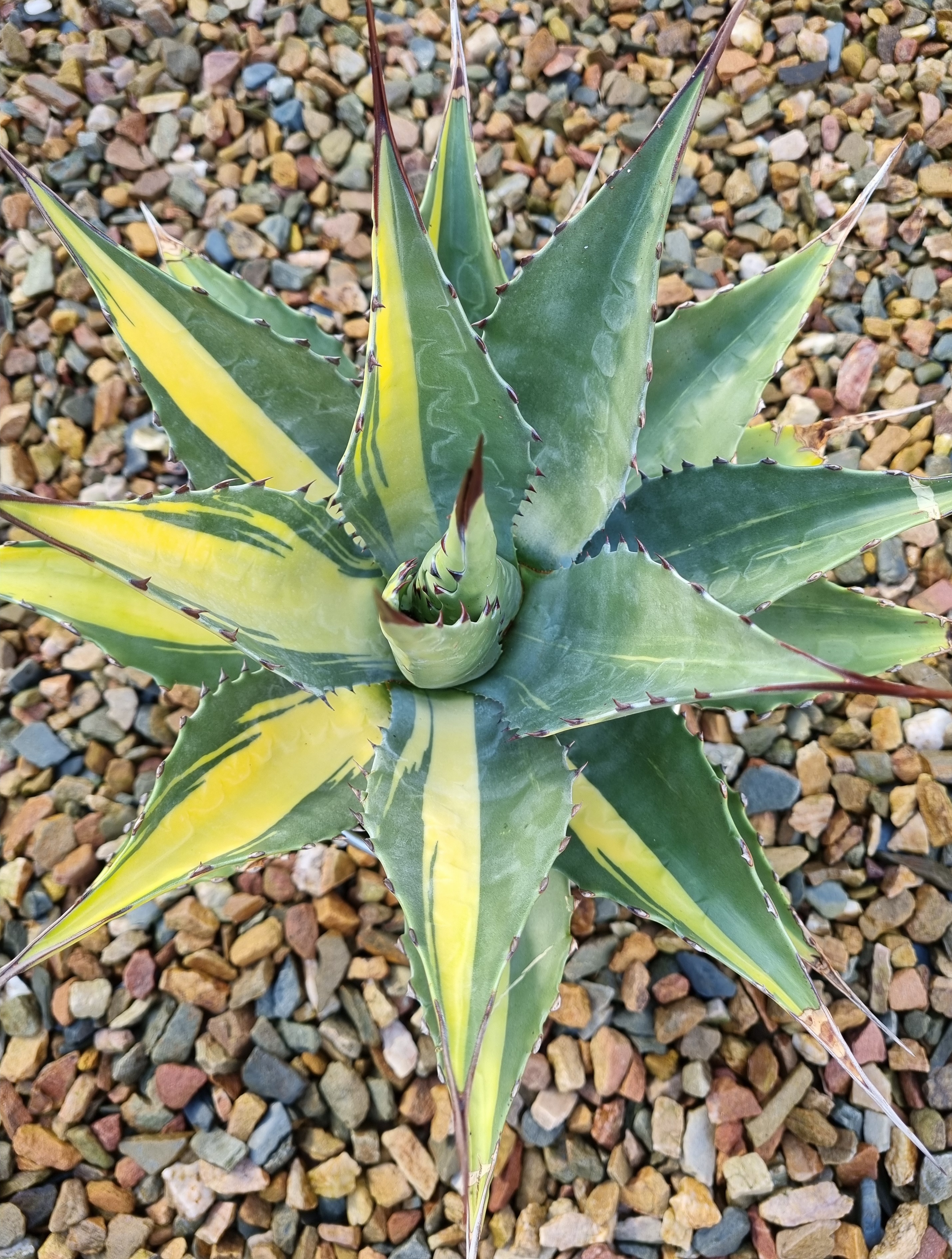 Agave gentryi 'Pacaya' - an unstable streaked plant (S. van Dort)