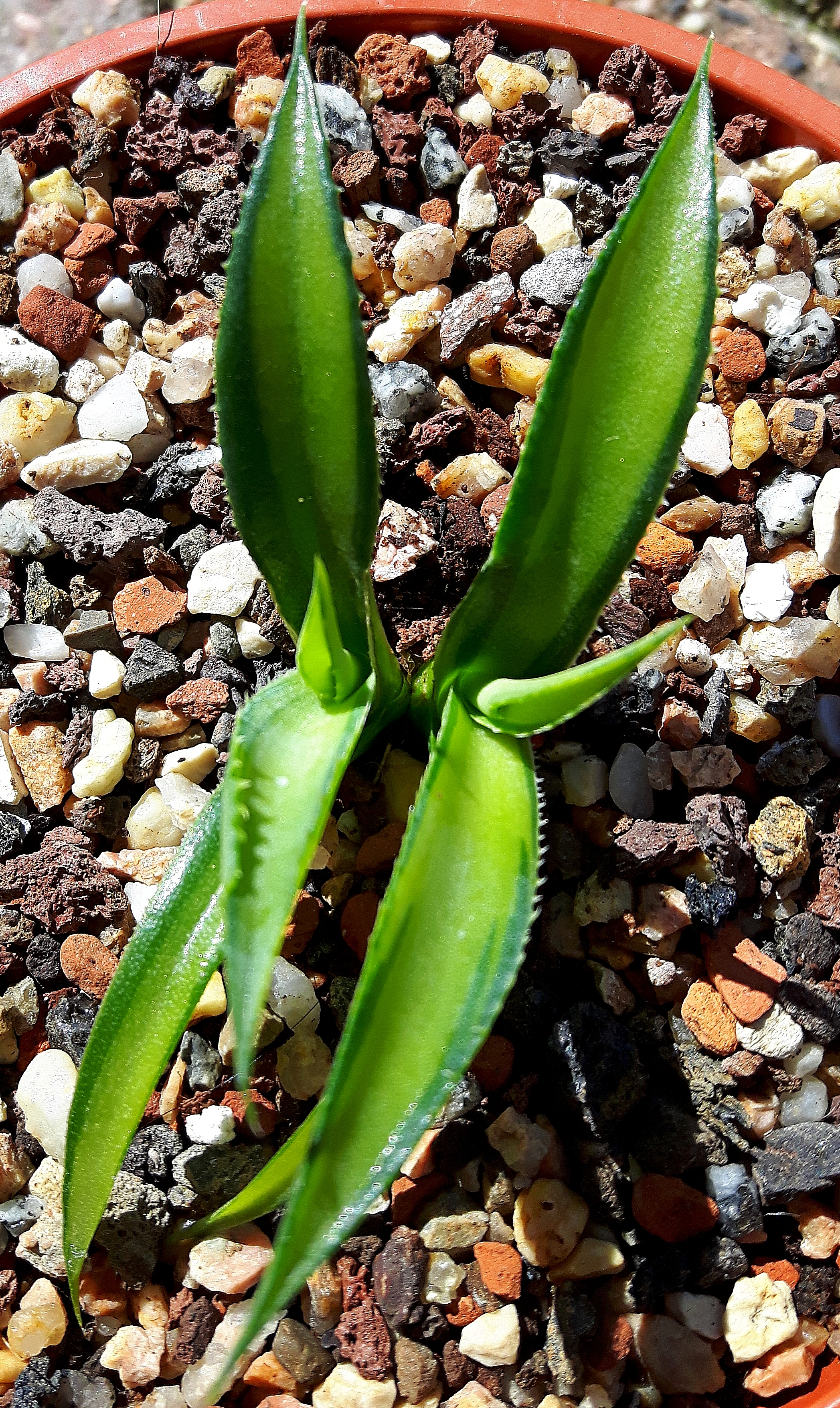 Agave gentryi 'Toy' @ Holland (S. van Dort) A sport of Agave gentryi 'Jaws'