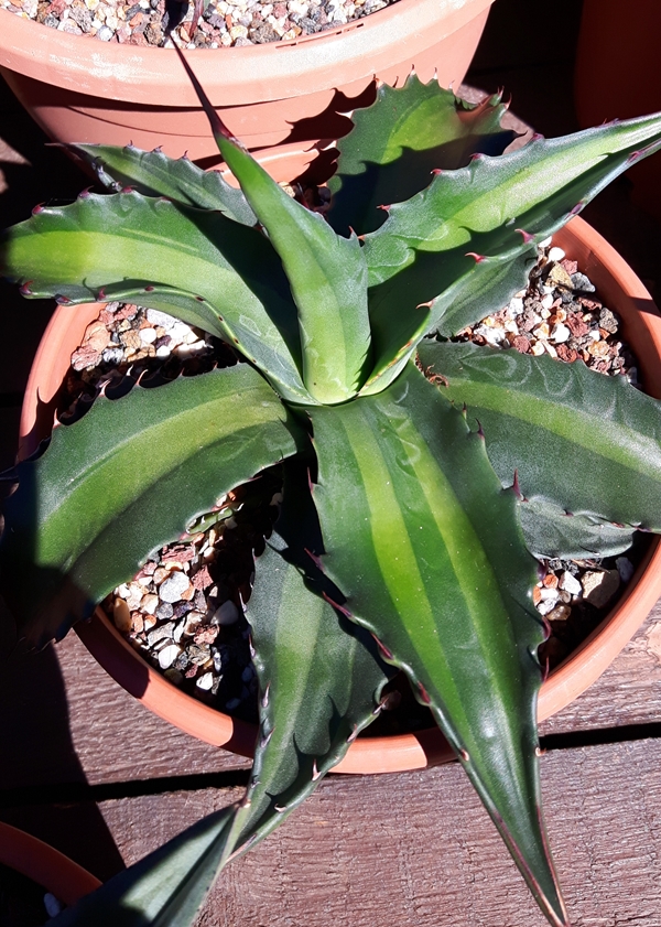 Agave gentryi 'Kiowa' @ Holland (S. van Dort)