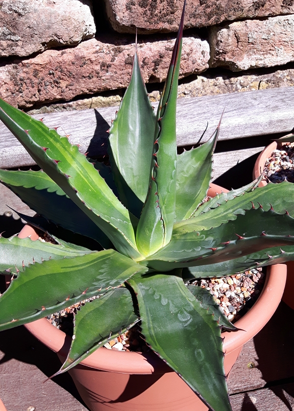 Agave gentryi 'Sioux' @ Holland (S. van Dort)