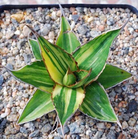 Agave gheisbreghtii striata (Larry Weisel)