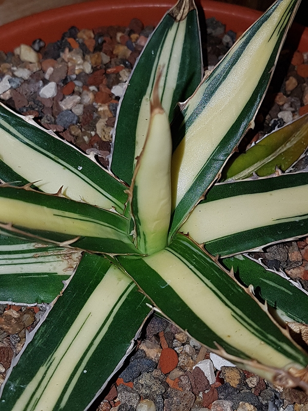 Agave ghiesbreghtii 'Crystal Clear' @ Holland (S. van Dort); named by Stef van Dort