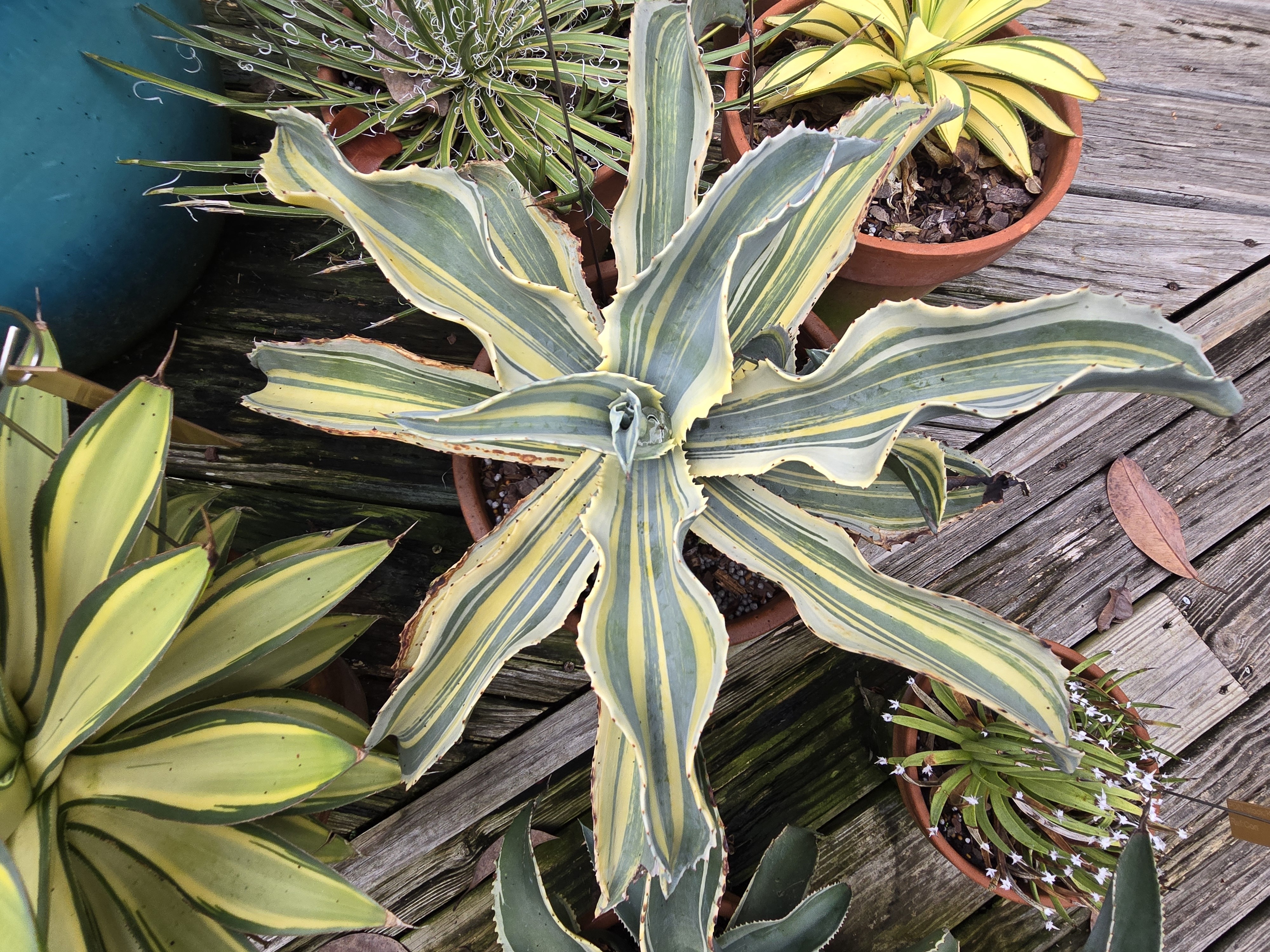 Agave gypsophila ssp. pablocarolii 'Gipsy Girl' @ PDN/JLBG - a Mike Papay selection