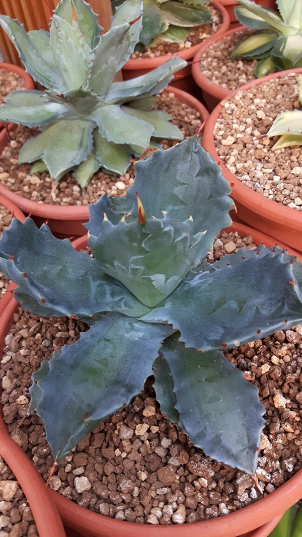 Agave isthmensis 'Black Mambo' @ Holland (S. van Dort)