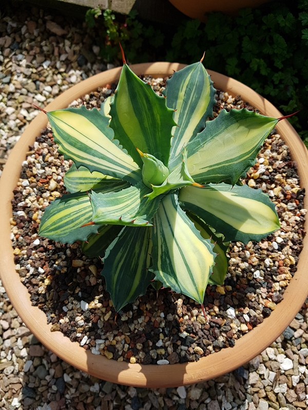 Agave isthmensis 'Black Out' @ Holland (S.-van-Dort)
