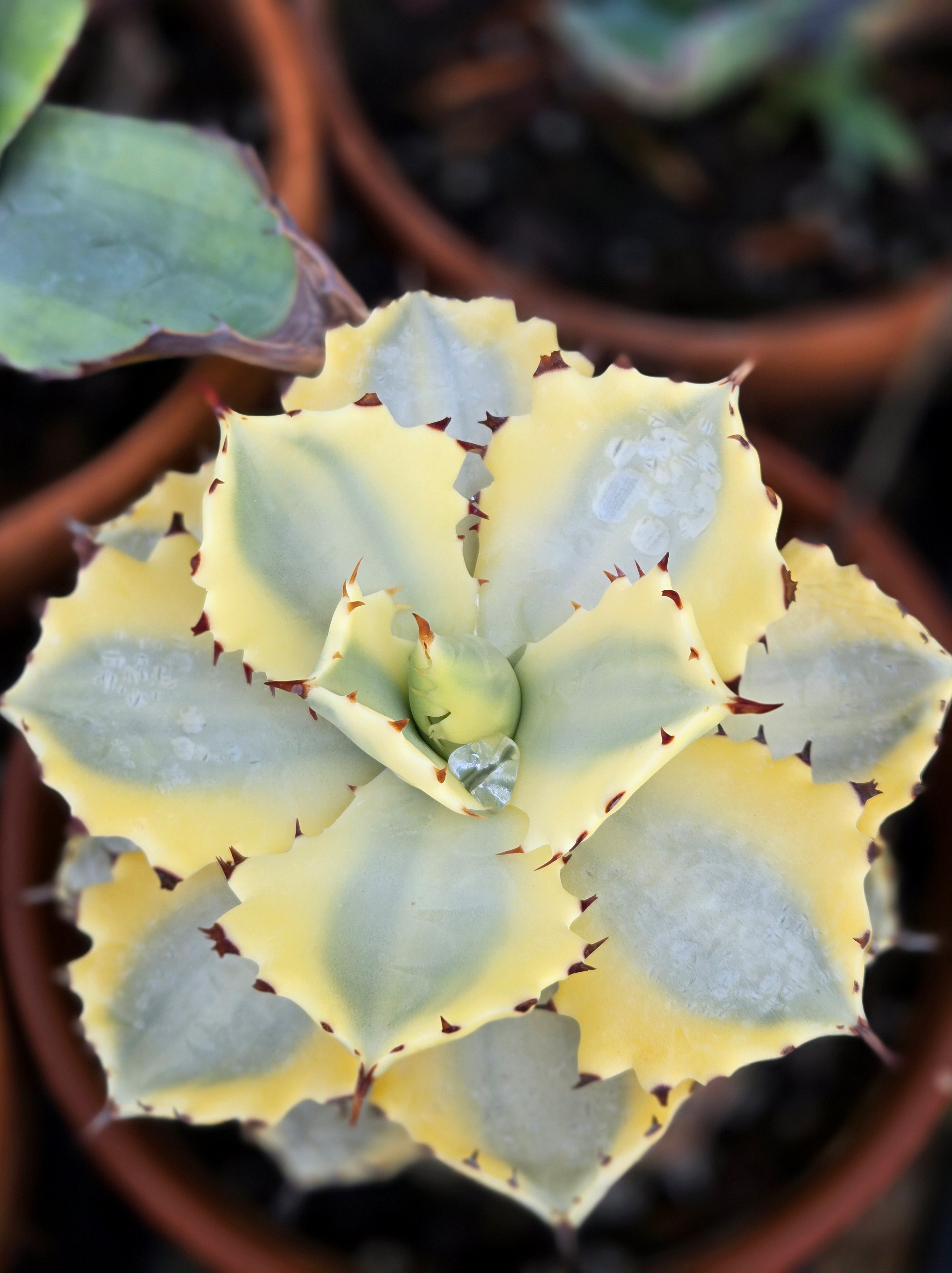Agave isthmensis 'Destiny' @ JLBG - a sport of A. 'Kabuta Gani' discovered at JLBG