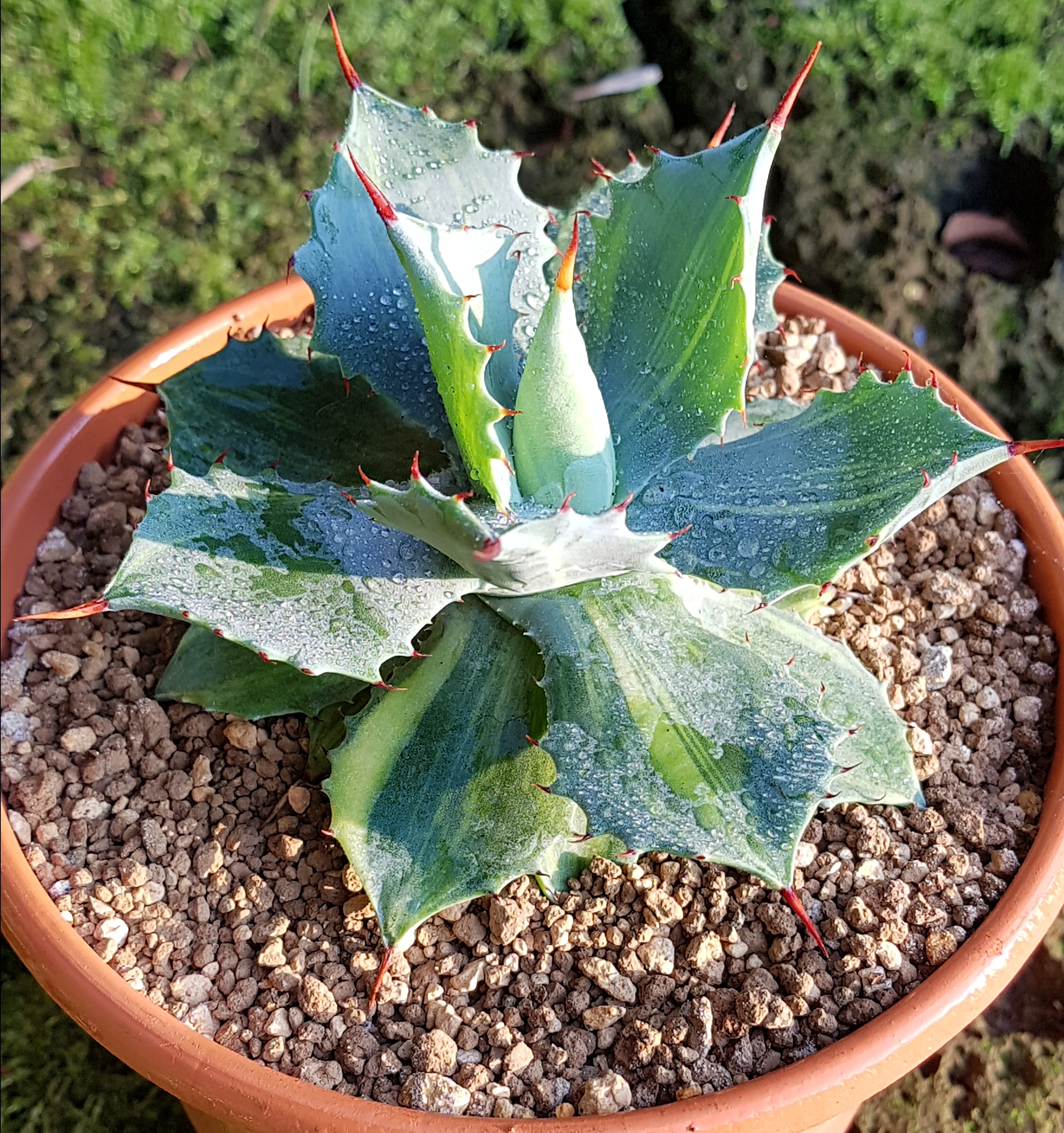 Agave isthmensis 'Doc' @ Holland (S. van Dort)