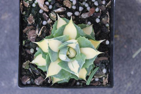 Agave isthmensis 'Gold Sprite' @ PDN/JLBG (Avent) a Plant Delights discovery