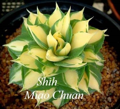 Agave isthmensis 'Hoi Raiz' (Miao Chuan Shih)