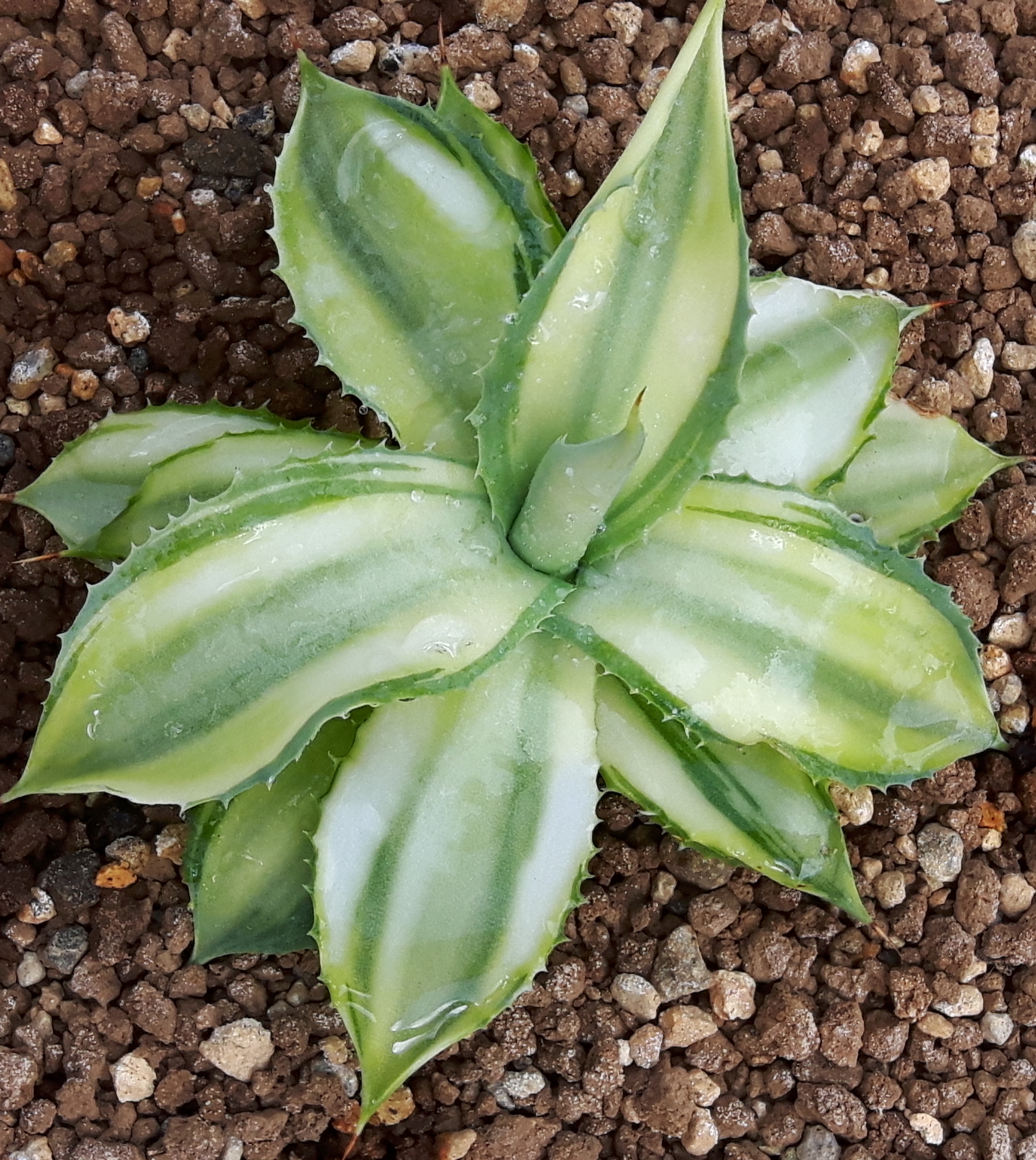 Agave isthmensis 'Miracle' @ Holland (S. van Dort)