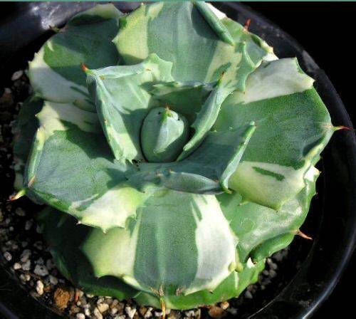 Agave isthmensis 'Ohi Raijin Fukurin' (Renny Wong)