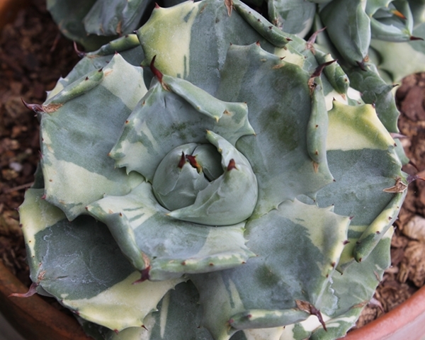Agave isthmensis 'Ohi Raijin Fukurin Nishiki' @ PDN/JLBG (Avent)