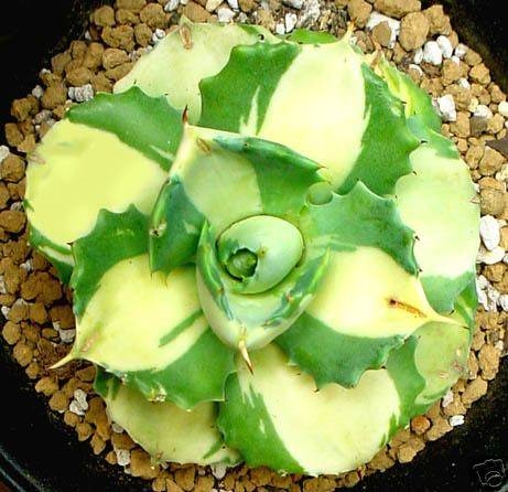 Agave isthmensis 'Ohi Raijin Ki Nakafu' (Renny Wong)