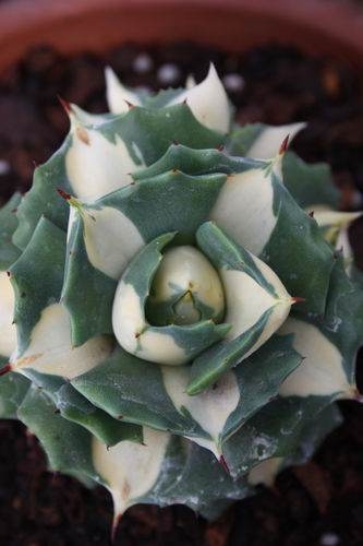Agave isthmensis 'El Chichon' - a 'Ohi Raijin Shiro Nakafu' sport PDN003@ PDN/JLBG (Avent) - discovered at Plant Delights 