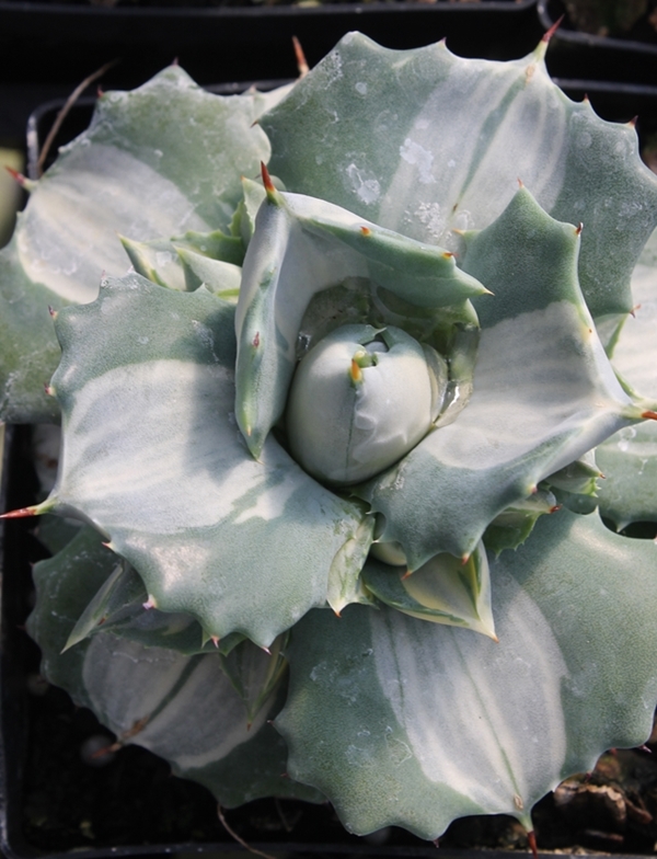 Agave isthmensis 'Ohi Raijin Shiro Nakafu' @ PDN/JLBG (Avent)