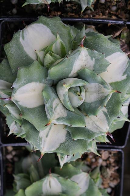 Agave isthmensis 'Ohi Raijin Shirofu' @ PDN/JLBG (Avent)