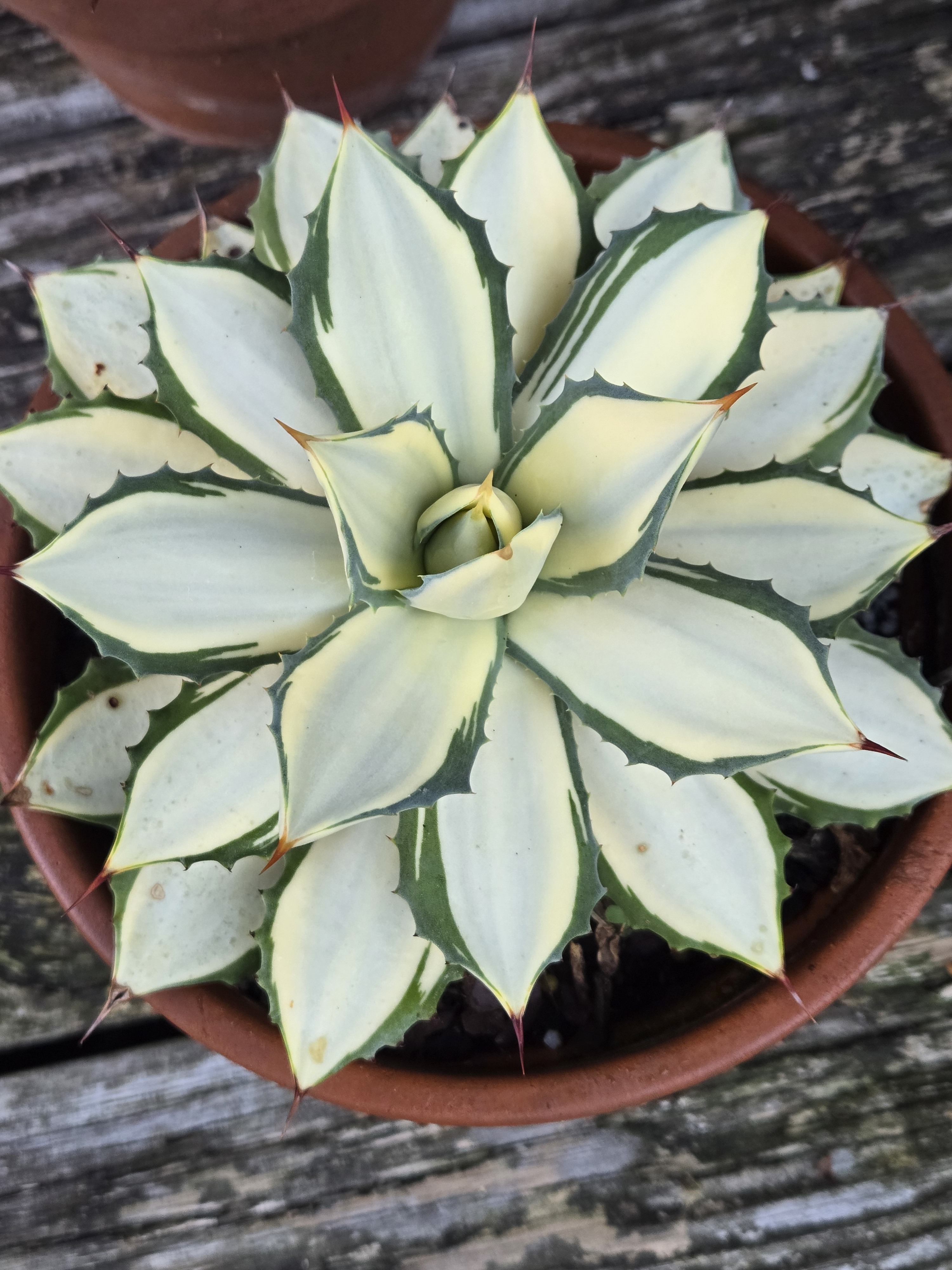 Agave isthmensis 'Tuxedo Kaemen' @ PDN/JLBG
