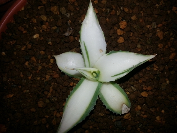 Agave isthmensis 'Ice' @ Holland (S. van Dort)