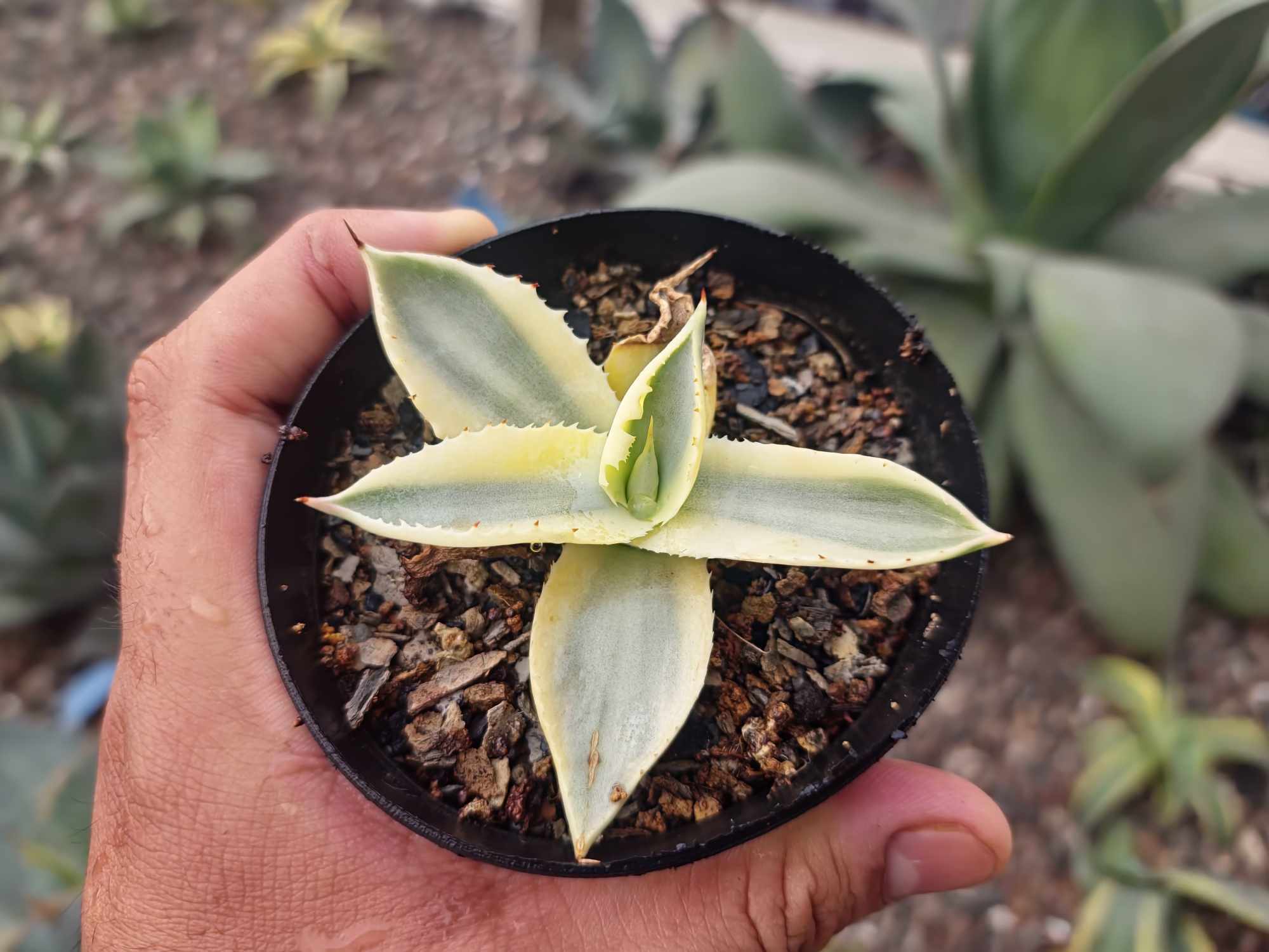 Agave isthmensis 'Agni' (Harshdeep Singh)
