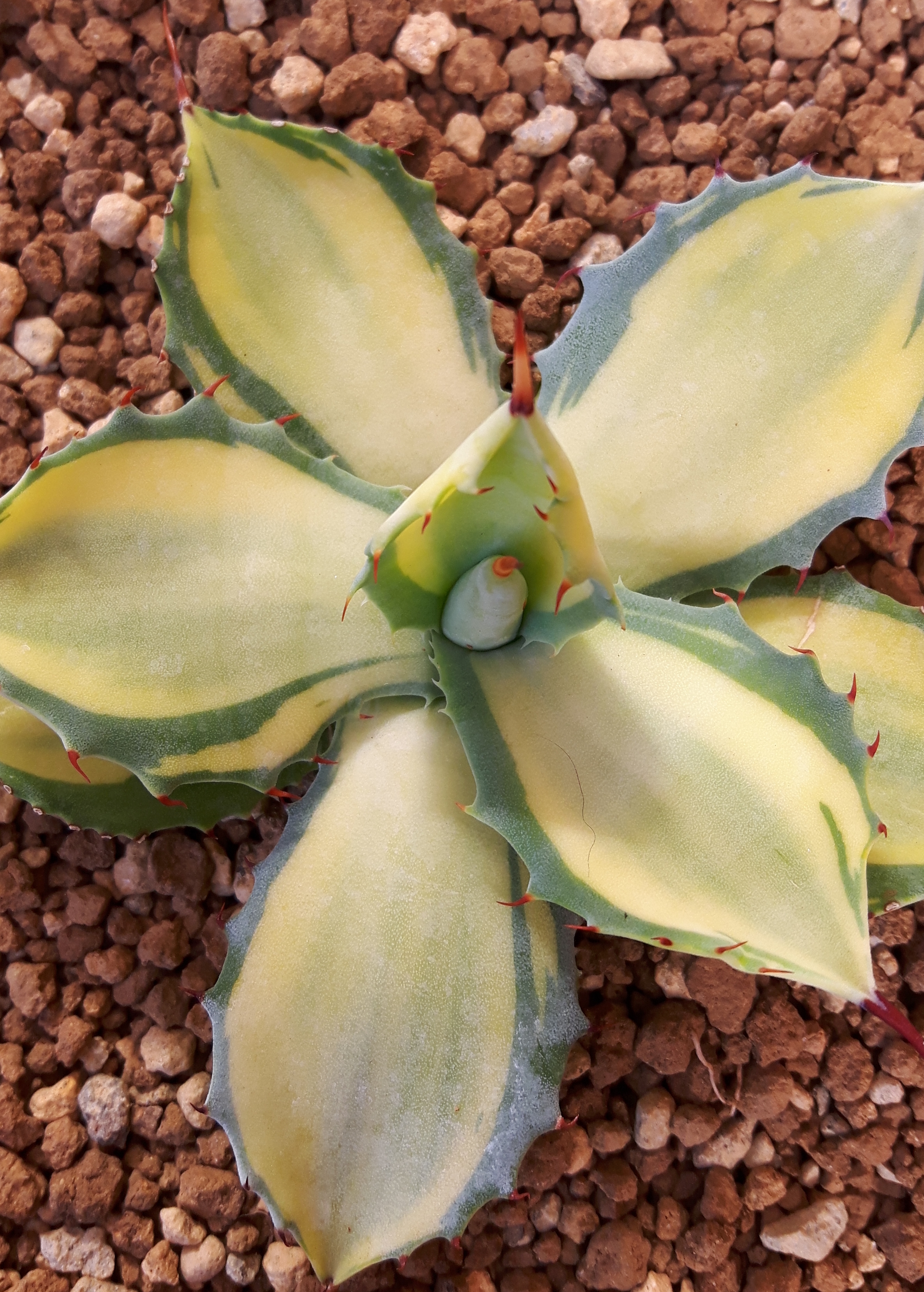 Agave isthmensis 'Gold Hearth' @ Holland (S. van Dort)