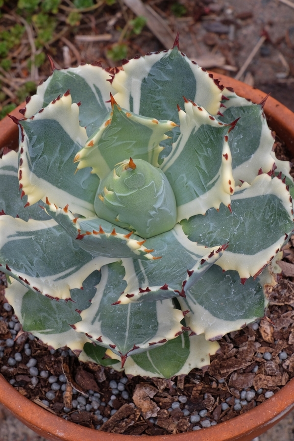 Agave isthmensis 'Kabuto Gani' @ PDN/JLBG (Avent) - origin unknown