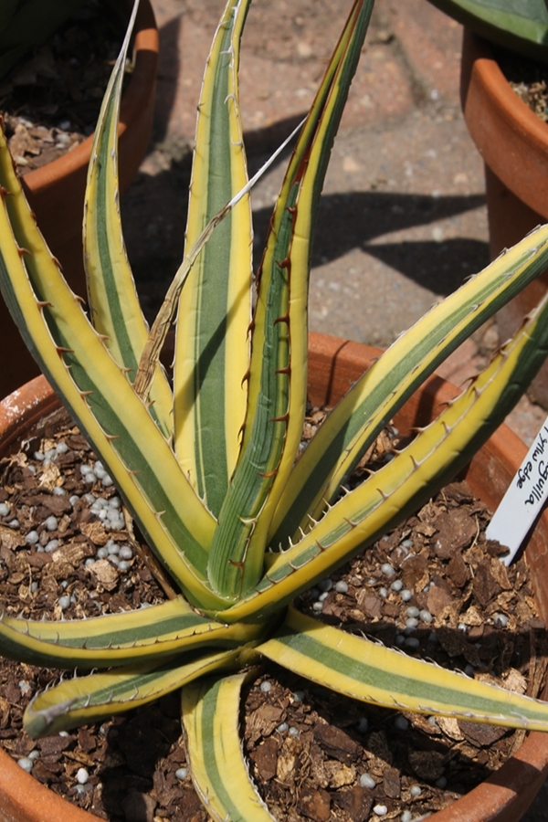 Agave lechuguilla 'Golden Rule' (JLBG-009) yellow edge @ PDN/JLBG (Avent) - discovered in Nevada