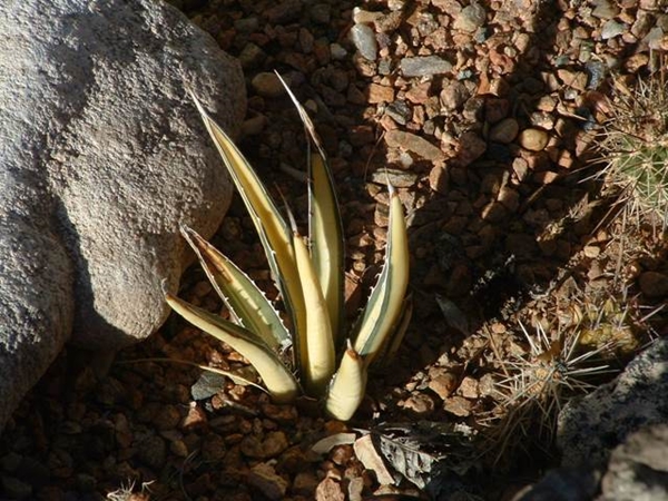 Agave lechuguilla cream yellow center (S. Thomas) - discovered in Nevada