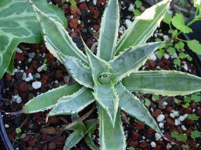 Agave subsimplex white edge (Michael Mahan) Posted originally as Agave lechuguilla