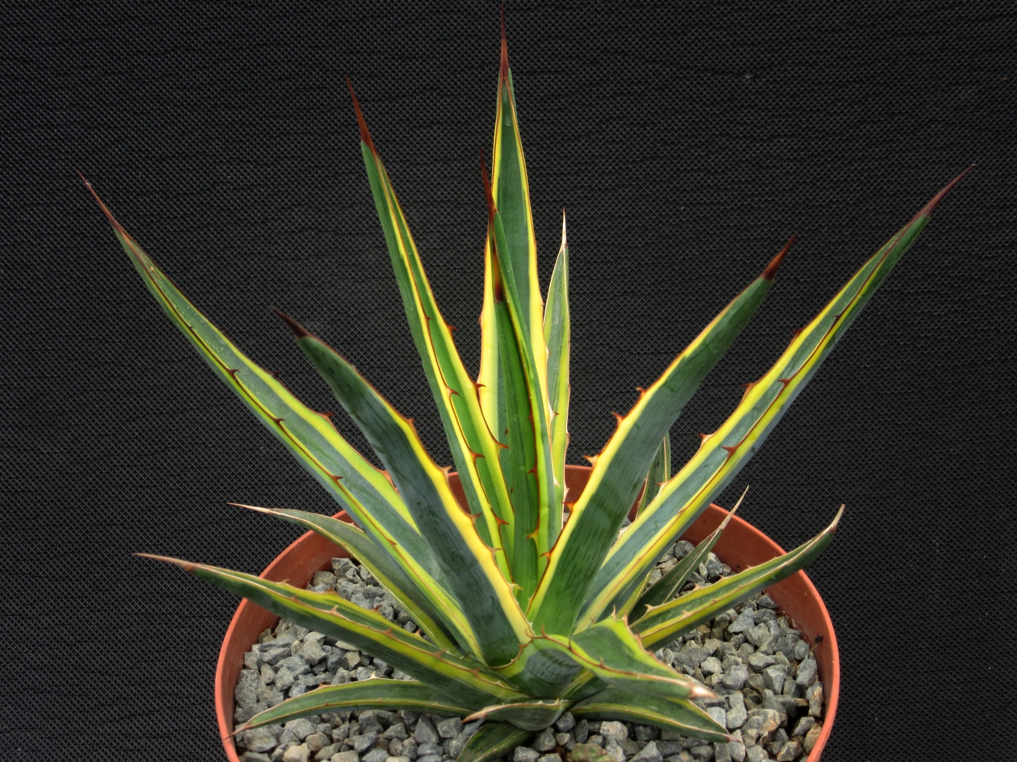 Agave lechuguilla 'Fireworks' @ France (Christian Jaunas)
