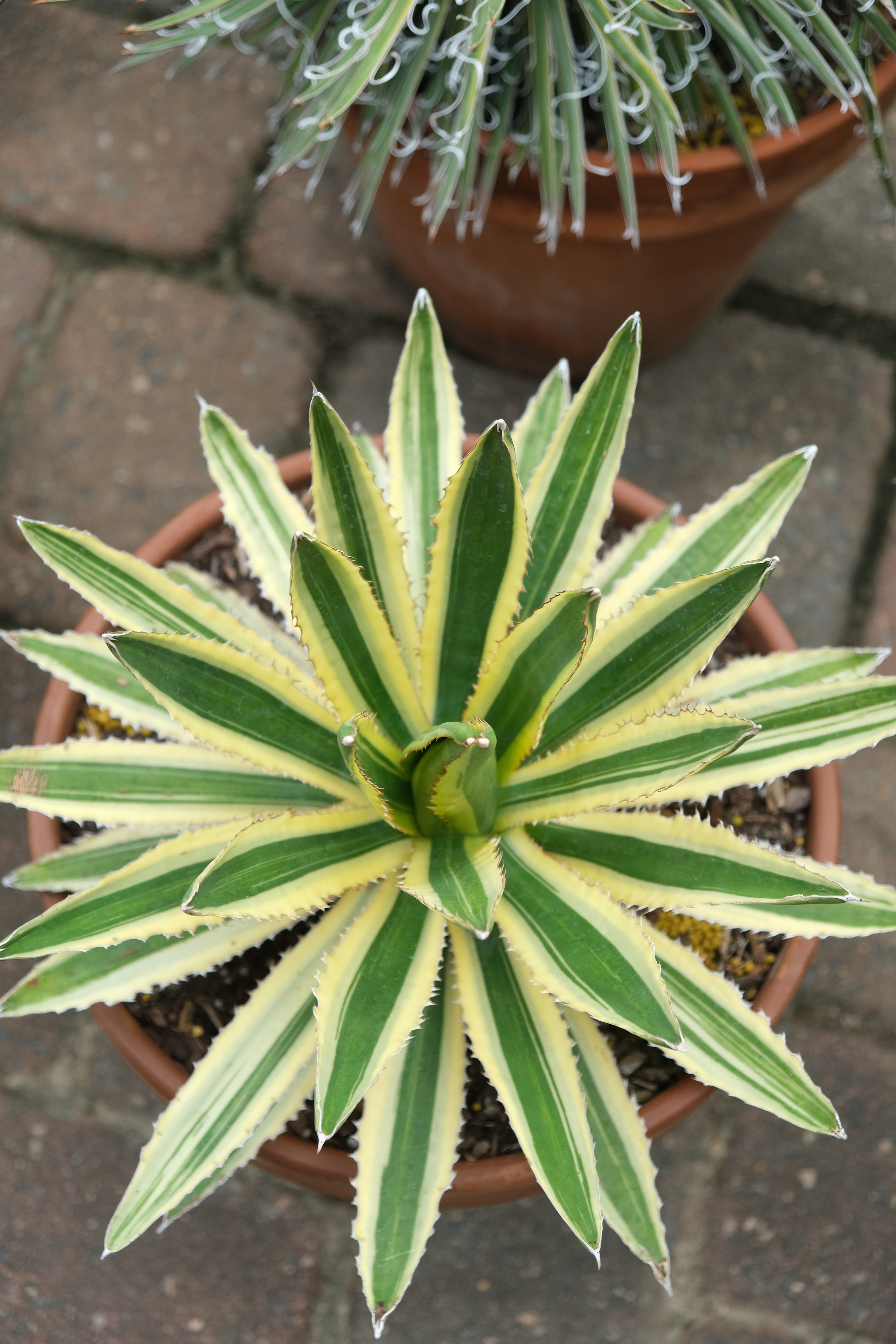 Agave lophantha 'Candida' @ PDN/JLBG - a Plant Delights/JLBG future introduction of a Plant Delights discovered mutation of Agave 'Splendida' that looks similar to Agave 'Quadricolor'