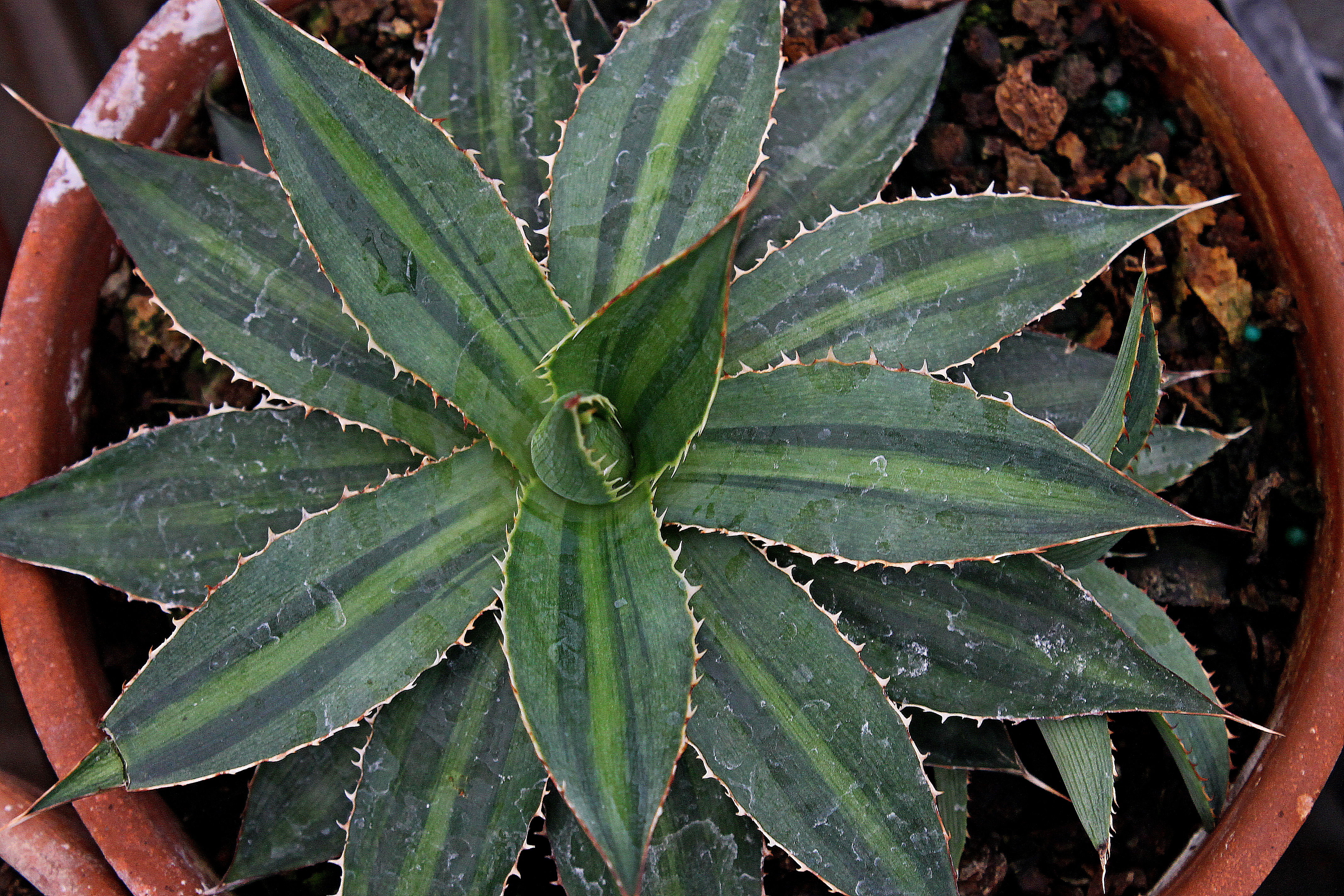 Agave lophantha 'Multigreen' @ PDN/JLBG (Avent); A mutation of Agave lophantha 'Splendida' discovered at Plant Delights and subsequently introduced (PDN033)