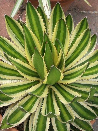 Agave lophantha 'Quadricolor' @ PDN/JLBG (Avent)