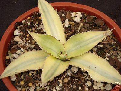 Agave lophantha 'Quadricolor' albino sport (Jesse Black); Deceased