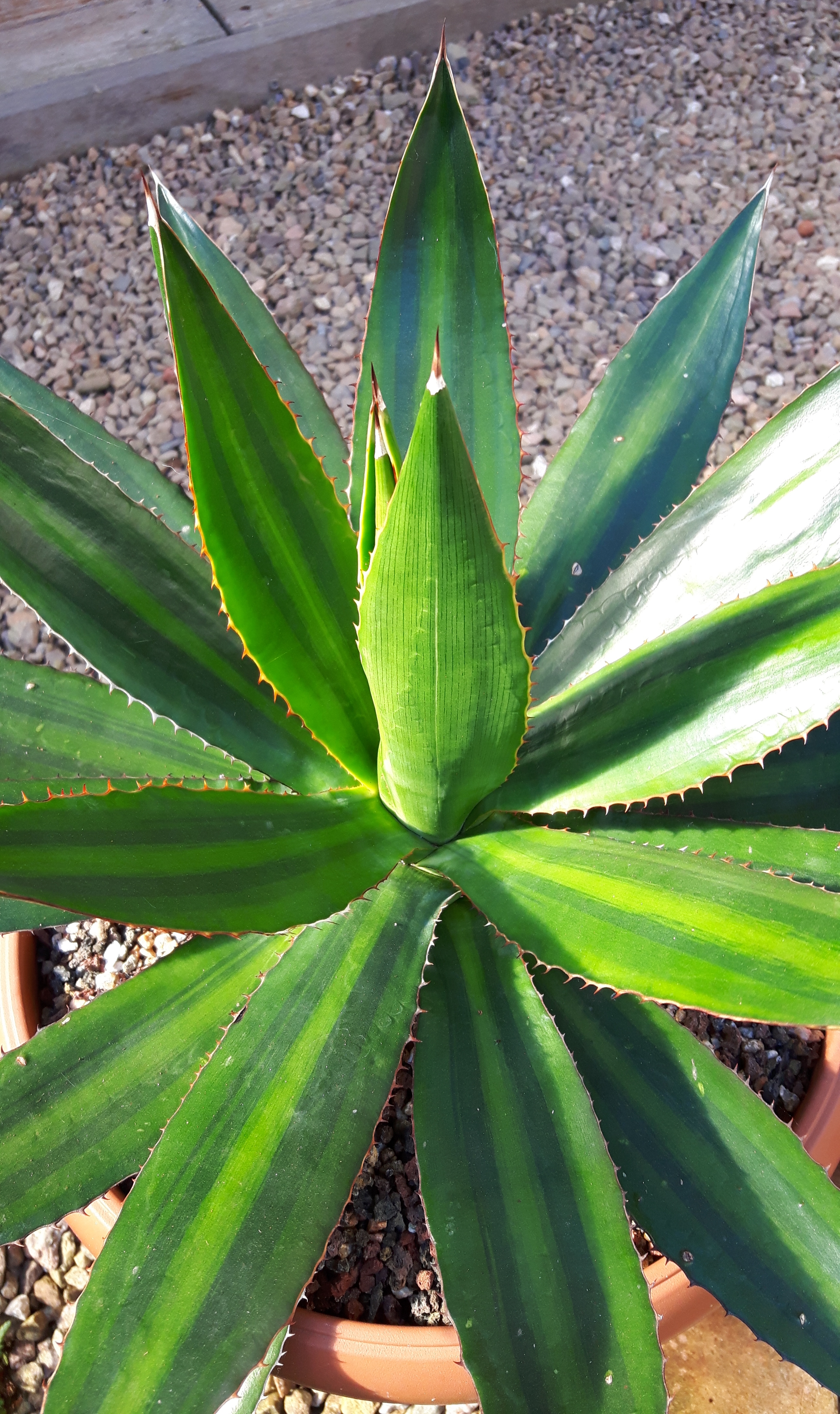 Agave lophantha 'Sweet Love' @ Holland (S. van Dort)