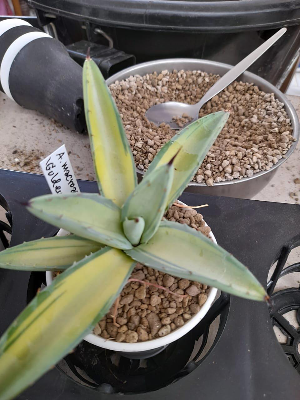 Agave macroacantha 'Golden Finger' @ Yucca Do Salta (C. Schoenfeld)