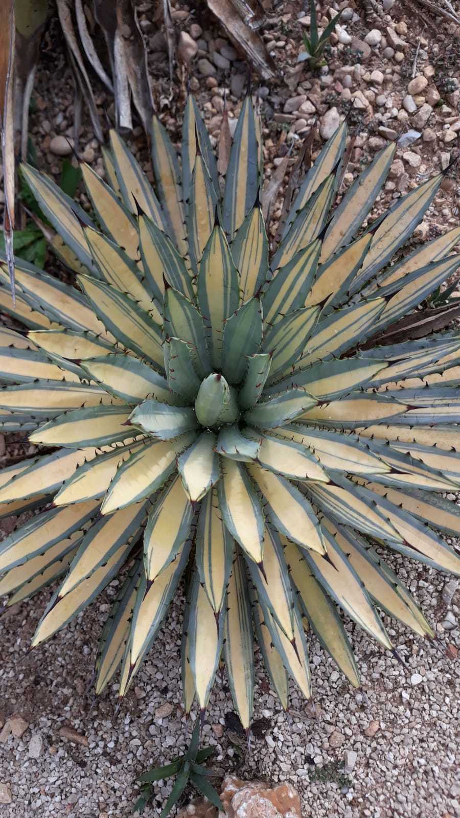 Agave macroacantha 'Hatsukoden' @ Ruud Schrijvers Gdn, Spain (S. van Dort)
