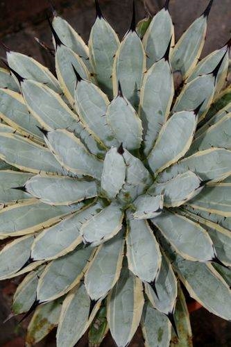 Agave macroacantha 'Blue Ribbons' @ PDN/JLBG (Avent) - named by Plant Delights, origin unknown 