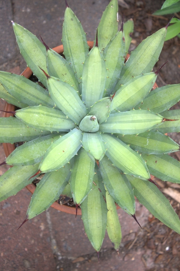 Agave macroacantha 'Mediopicta' - also sold as 'Nishiki' @ PDN/JLBG (Avent)