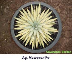 Agave macrocantha gold @ Mr. Jiew Nursery, Thailand (Mr. Jiew)