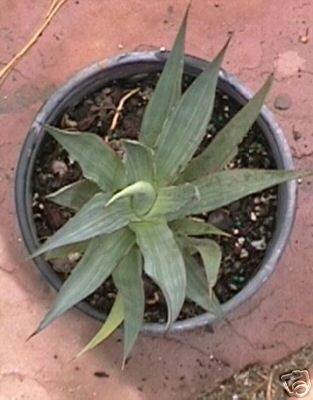 Agave margaritae streaked (ebay); name