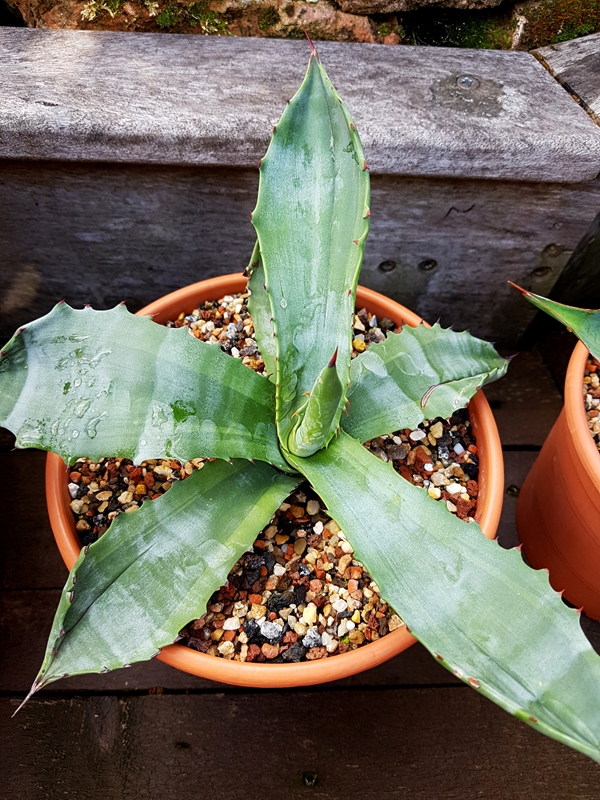 Agave marmorata 'Grey Lady' @ Holland (S. van Dort)