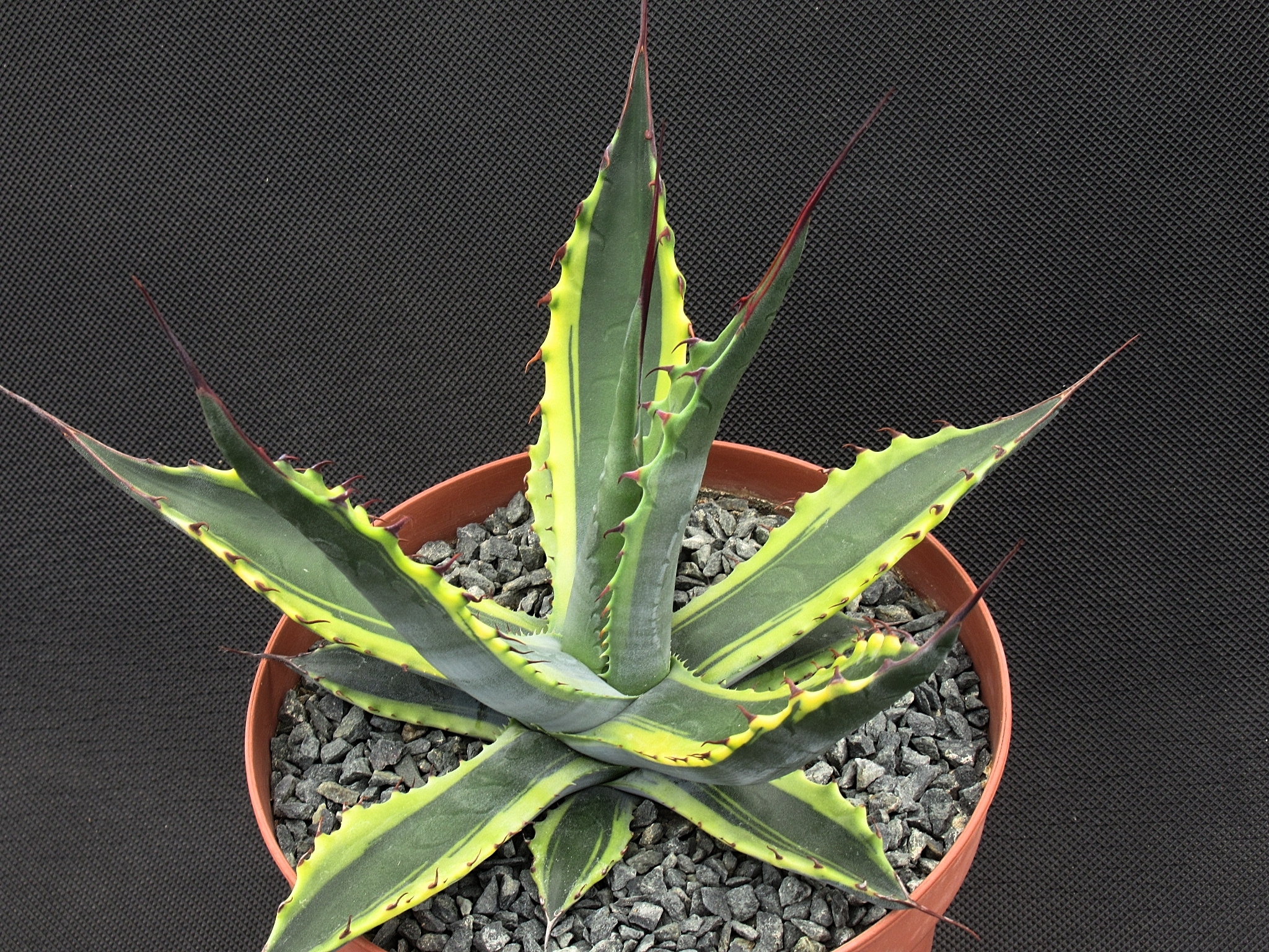 Agave mckelveyana 'Arizona Sun' @ France (Christian Jaunas)